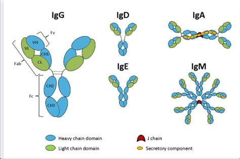 Schematic representation of the five immunoglobulin classes or isotypes... | Download Scientific ...