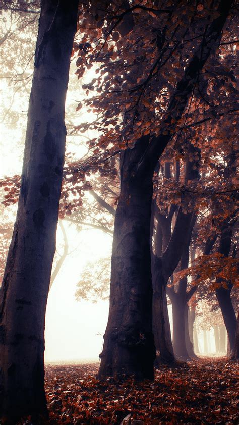 Autumn Trees Park Forest 4K iPhone Wallpaper