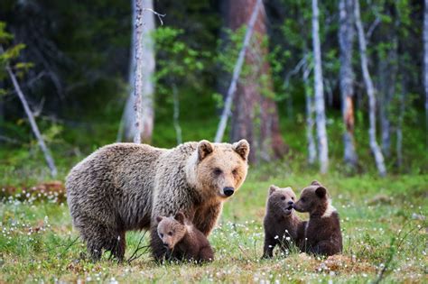 These Animals are Disappearing from North American Forests - Arbor Day Blog