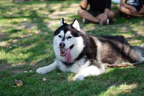 Fat Siberian Husky Laying Down on the Ground Stock Photo - Image of ...