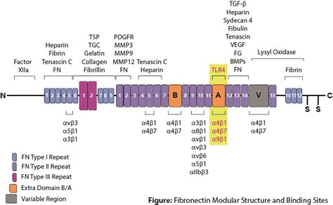 Cellular Fibronectin (EDA) in Tumor Progression and Inflammation