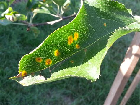 Why are there yellow spots on the leaves of my apple tree? #254038 - Ask Extension