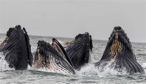 Migrating Giants: Do Humpback Whales Migrate? - MarinePatch