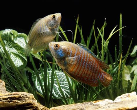 Dwarf Gourami: Care Guide (with Setup, Mates & Breeding)