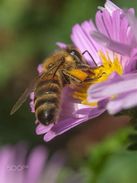 #Macro #Bee | Bee, Macro photography, Seasonal photography