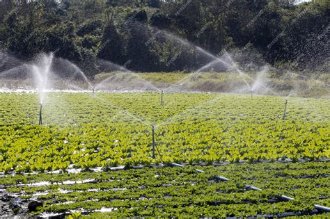 Premium Photo | Irrigation system in action in vegetable planting