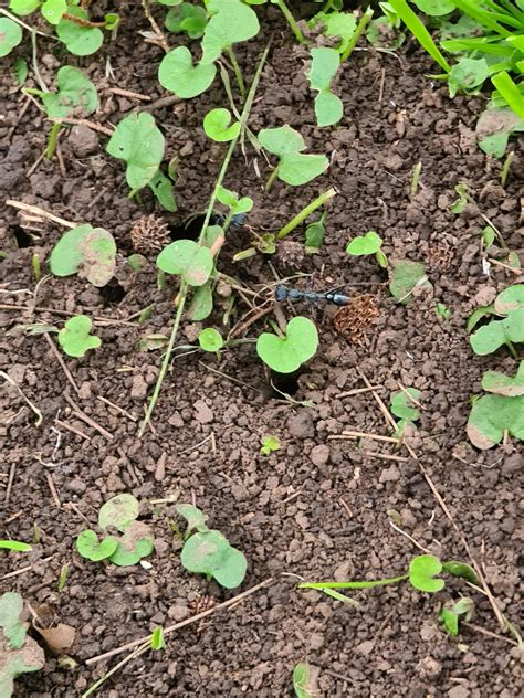 Found a bull ant nest in the backyard and a week after they built another one closer to the ...