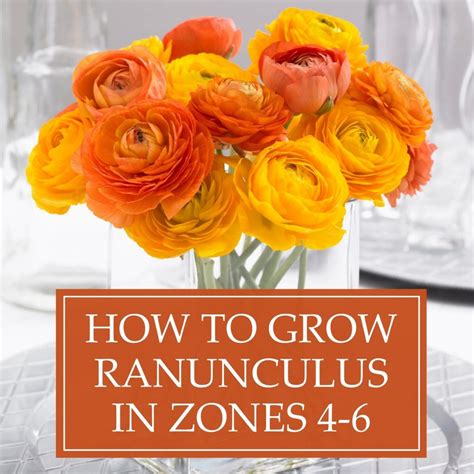 How to Grow Ranunculus in Zones 4-6 - Longfield Gardens