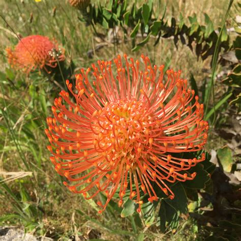 Leucospermum cordifolium 'Perry's Orange' - 1 gallon plant – Norrie's Gift and Garden Shop at ...