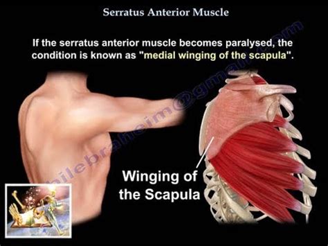 Serratus anterior: origin, functions, syndromes, disorders - science - 2024