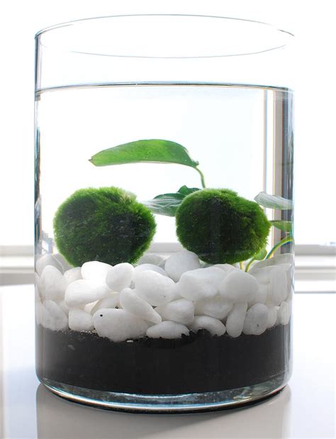 Join the Marimo Moss Ball Craze : The Perfect Indoor Water Garden • OhMeOhMy Blog