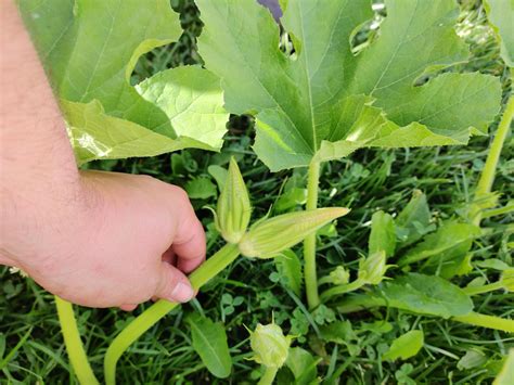 Anyone ever seen a pumpkin vine with 2 flowers on it? : r/gardening