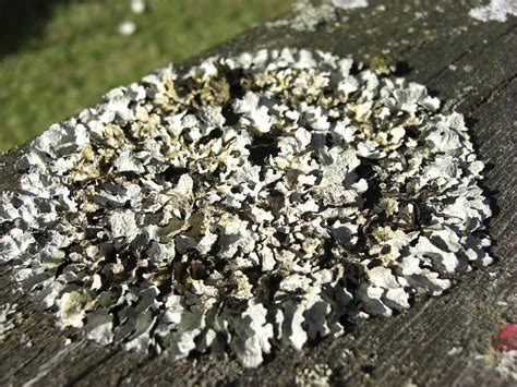 Foliose Lichen | Foliose Lichen pictured growing on the wood… | Flickr