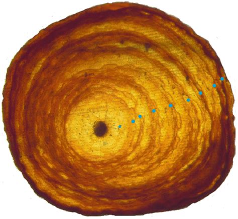 Growth rings in a basal cross section from a Leptogorgia virgulata ...