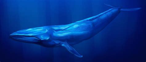 Watch a Massive Whale the Size of 3 School Buses Eat Millions of Krill in a Single Bite - AZ Animals