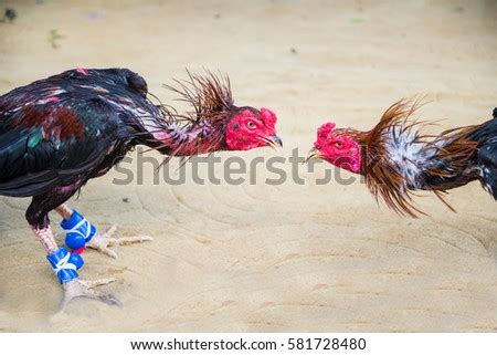 Gamecock Stock Images, Royalty-Free Images & Vectors | Shutterstock