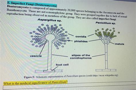 Solved E. Imperfect Fungi (Deuteromycota) Deuteromycota is | Chegg.com