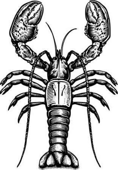 Lobster Drawing | Free download on ClipArtMag