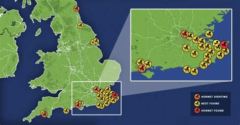 Map shows Asian hornet sightings in the UK after latest one spotted ...