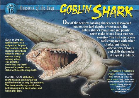 Monster Of The Deep | Goblin shark, Goblin shark facts, Shark facts