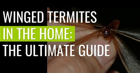 Winged Termites in the Home: The Ultimate Guide | Pest Resources