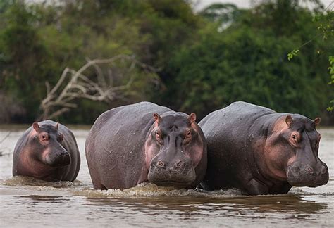 Hippo guide: how big they are, what they eat, how fast they run - and ...