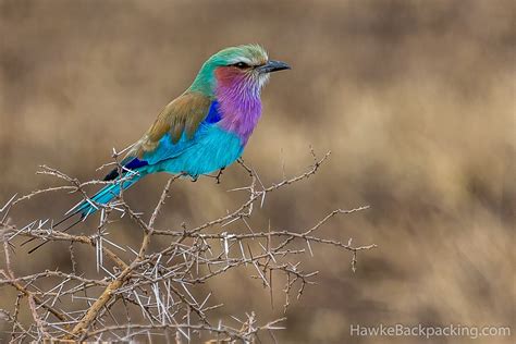 Serengeti Birds - HawkeBackpacking.com