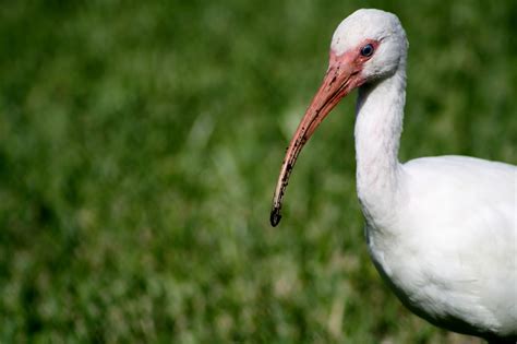 Crystals Natural World Photography Blog : Common Wading Birds Of florida White Ibis :) we will ...