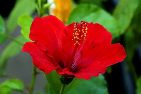 Red Hibiscus Close-up Free Stock Photo - Public Domain Pictures