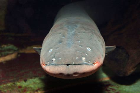 The Electric Eel’s Superpower Just Got Even Cooler | Electric eel, Electricity, Animal science