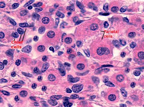 Histology, Parietal Cells Article