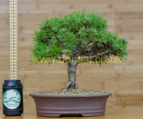 Dwarf Mugo Pine Bonsai - Outdoor Bonsai Tree in Glazed Pot - Greenwood ...