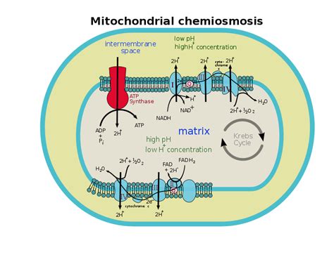 Chemiosmosis | Facts, Summary, Theory, Structure & Process