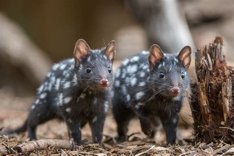 Eastern Quoll Profile: Traits, Facts, Range, Skull, Teeth, Track - Mammal Age