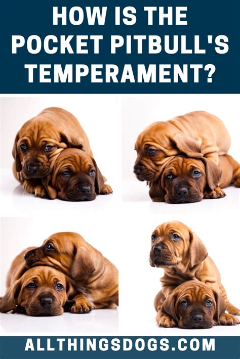 Pocket Pitbull Temperament | Pocket pitbull, Pitbull temperament, Pitbulls