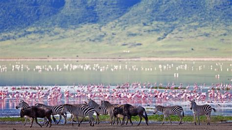 Ngorongoro Crater Birds | Ngorongoro Conservation Area | Birding Tours