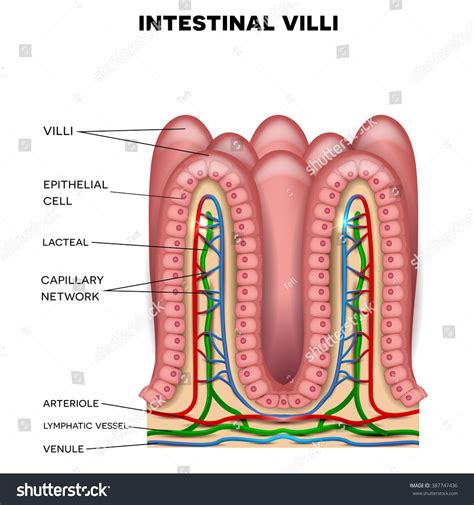 Intestinal Villi Anatomy, Small Intestine Lining. Stock Photo 387747436 : Shutterstock