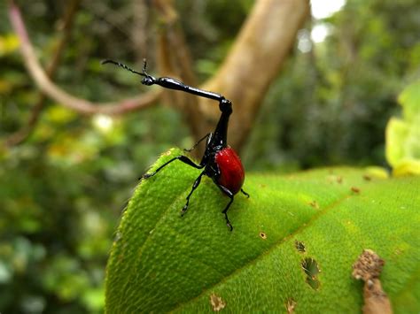 Biologia-Vida: Besouro Girafa: você nunca viu nada igual! / The giraffe weevil: you've never ...