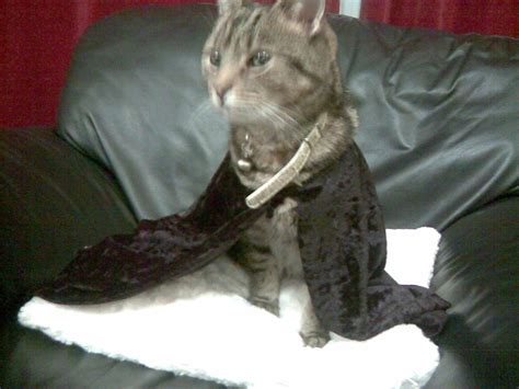 Bat Cat!!!!! - Fanpop Pets Photo (2730498) - Fanpop