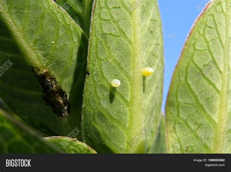 Monarch Butterfly Egg Image & Photo (Free Trial) | Bigstock