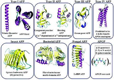 Figure 1 from Antifreeze Proteins: An Unusual Tale of Structural Evolution, Hydration and ...