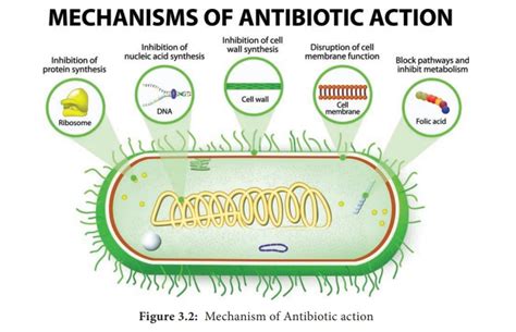 Mode of Action of Antibiotics - Microbiology