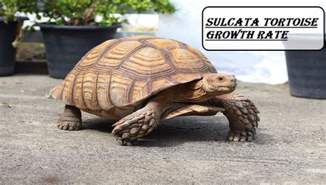 Sulcata Tortoise Growth Rate | Weight, Growth Chart, Price