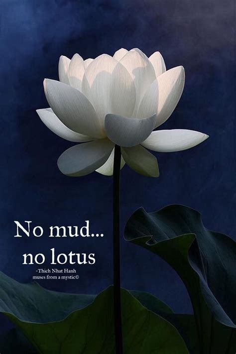 Pin by Muses From A Mystic on Spirituality Quotes | White lotus flower ...