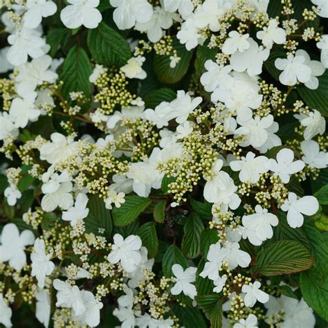 Steady Eddy® - Doublefile Viburnum - Viburnum plicatum var. tomentosum ...