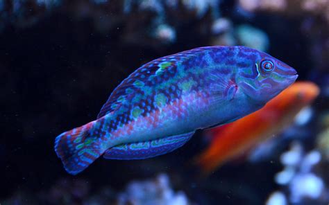 All About Reef Safe Wrasses in Aquaria | REEF2REEF Saltwater and Reef ...