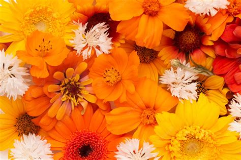 Orange Flowers White Background | Best Flower Site