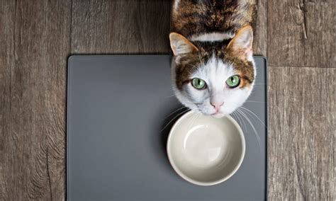 Can Cats Drink Oat Milk Safely? - A-Z Animals