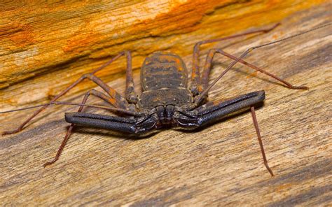 Tailless Whip Scorpion Care (Amblypygi) - The Spider Blog