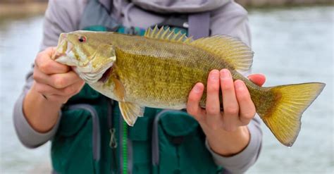 Discover the Largest Largemouth Bass Ever Caught in Wisconsin - Wiki Point